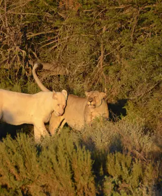 Geh im Sanbona Wildschutzgebiet auf Safari
